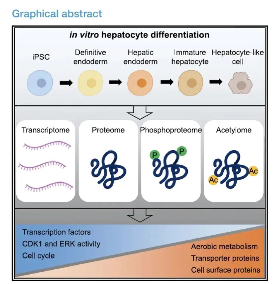 干细胞来源的肝细胞发育过程中时间维度的蛋白质组学和磷酸化蛋白质组学分析