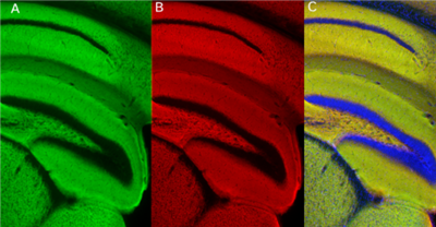 NanoTag-sdAb抗VGlut1生物素现货促销来袭，超值折扣不容错过！