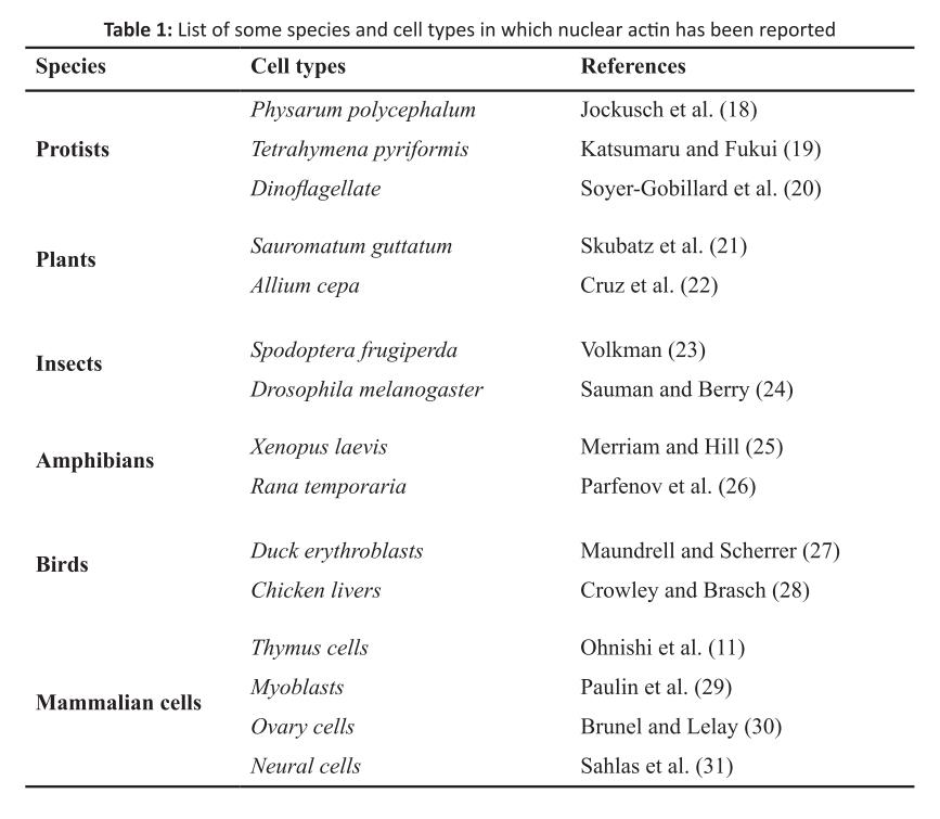 在线课堂：细胞核蛋白WB检测到Actin，谁之过？
