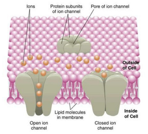 离子通道蛋白如何做好WB