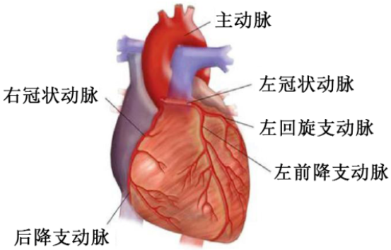 手把手教你小鼠心肌梗死模型（结扎左前支）的构建