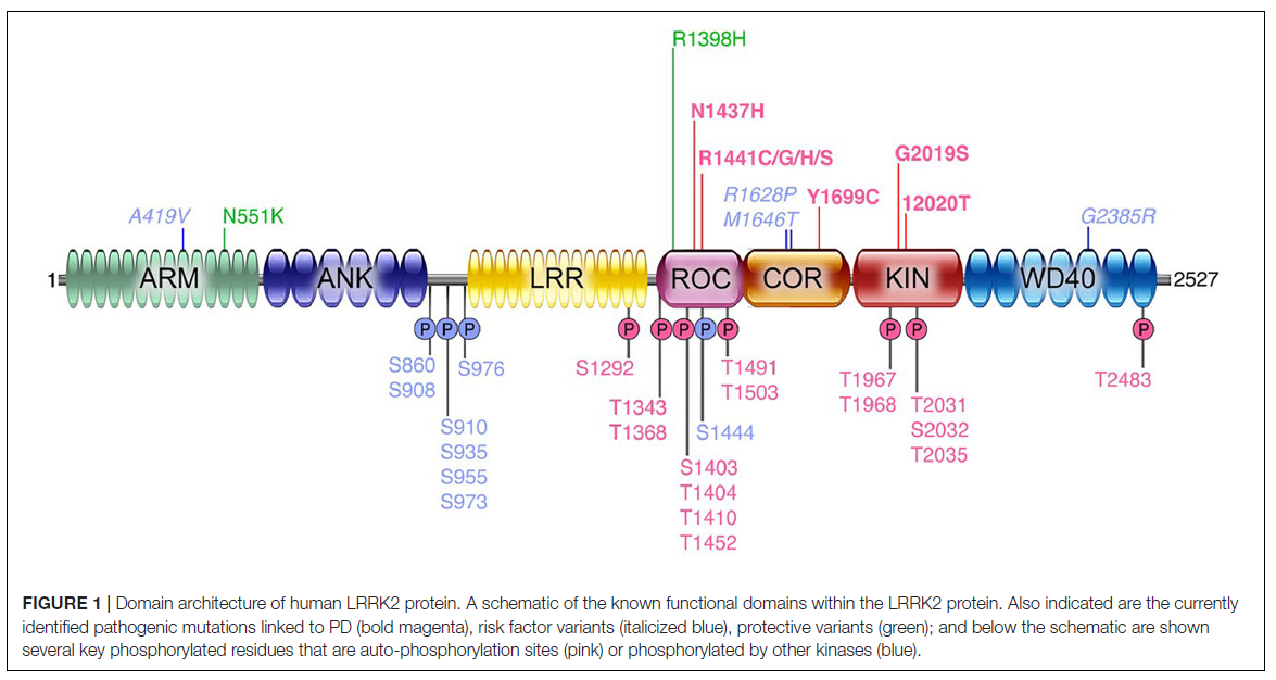 帕金森病研究新靶点——LRRK2