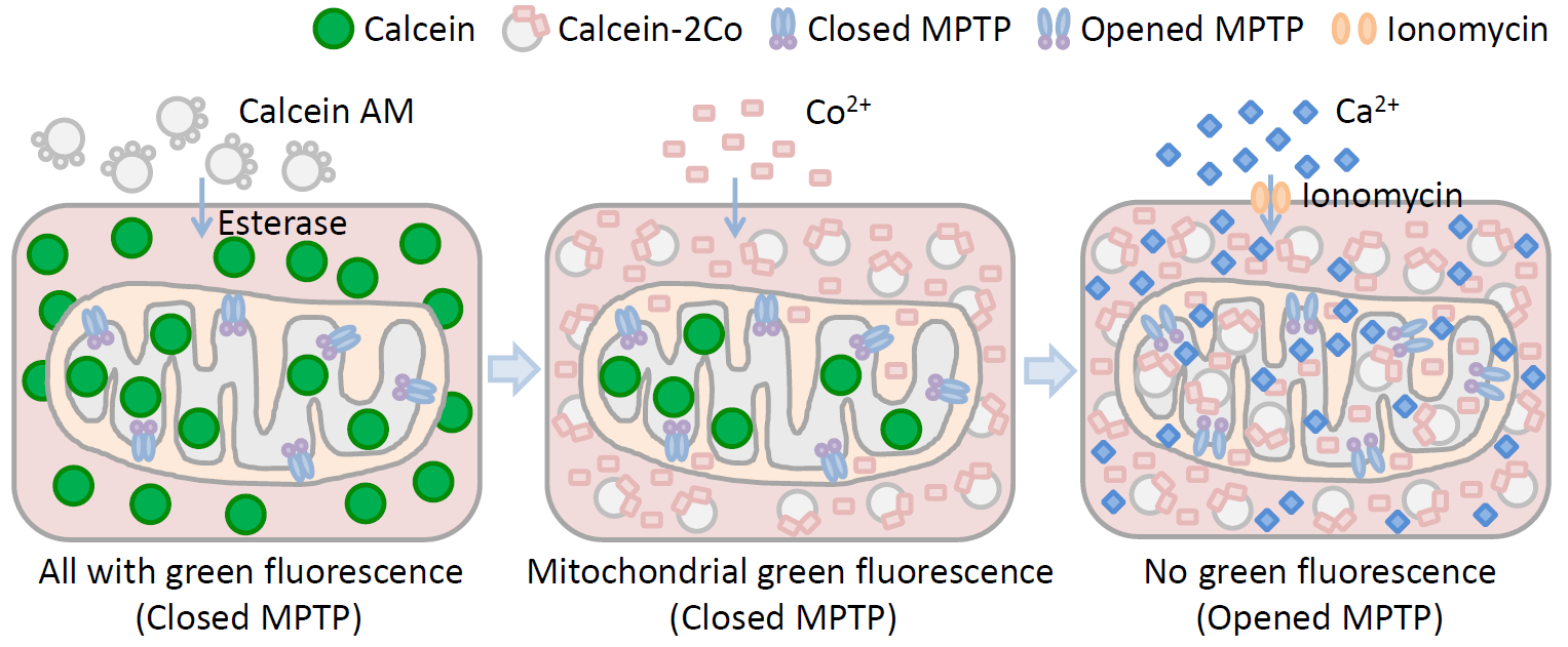 线粒体通透性转换孔(MPTP)检测试剂盒