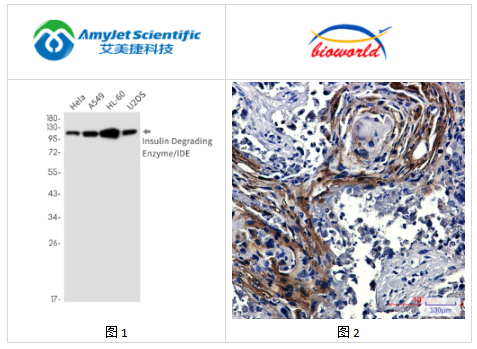 艾美捷Bioworld 胰岛素降解酶单克隆抗体解决方案