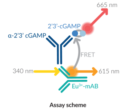 Cayman Chemical丨cGAS TR-FRET抑制剂筛选分析试剂盒