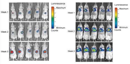 Abnova异种原位移殖肿瘤模型——艾美捷解决方案 Abnova异种原位移殖肿瘤模型——艾美捷解决方案