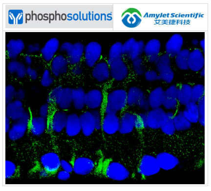 艾美捷Phosphosolutions抗 14-3-3 (Ser58) 抗体方案 艾美捷Phosphosolutions抗 14-3-3 (Ser58) 抗体方案