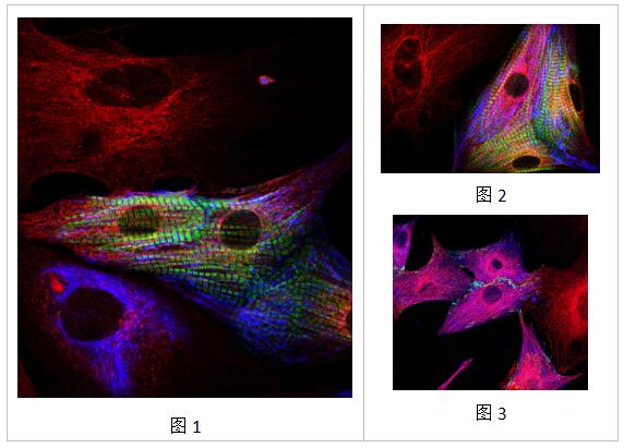 Jackson艾美捷区分细胞类型和原代培养方案