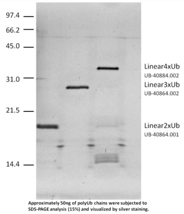 [干冰]线性四聚泛素，超值享不停