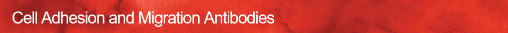 BioXcell特色抗体之：肿瘤细胞粘附和迁移