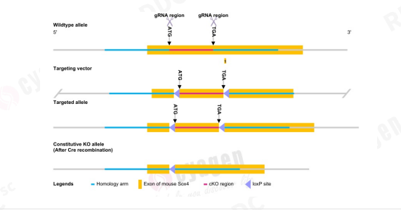 米色脂肪如何成为对抗肥胖的潜在新靶点