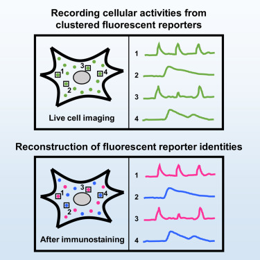 一次可以对多达5种不同类型的分子进行成像的方法