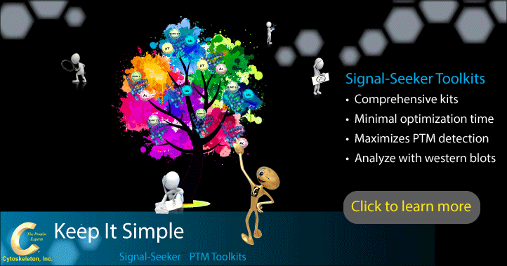 Cytoskeleton翻译后修饰(PTM)产品线放价 Cytoskeleton翻译后修饰(PTM)产品线放价