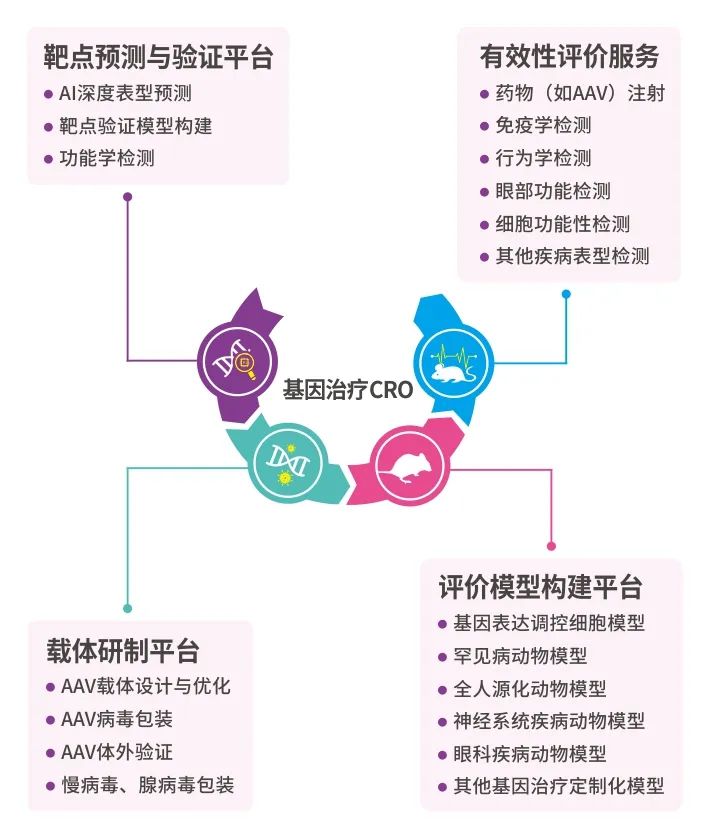 影响rAAV实现体内基因操作实验结果的关键
