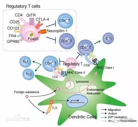 新型单细胞 mRNA 和蛋白质表达谱可识别 MDS 患者骨髓中不同的 Treg 和 T 效应子特征