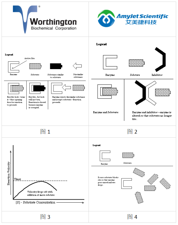 worthington酶丨worthington抑制剂的作用