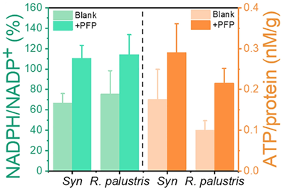 AAT Bioquest-荧光法NADP/NADPH比率检测试剂盒,红色荧光限时抢购