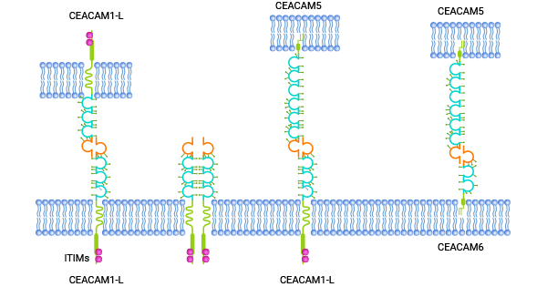CEACAM6：CEA家族癌胚抗原细胞粘附分子，肿瘤新标志物或抗癌潜力靶点！