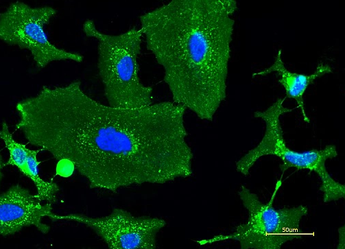 Wheat Germ Agglutinin, AF488 Labeled小麦胚芽凝集素，AF488标记：，享受年度低价