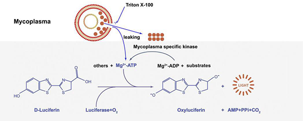 Myco-Lumi™发光法支原体检测试剂盒