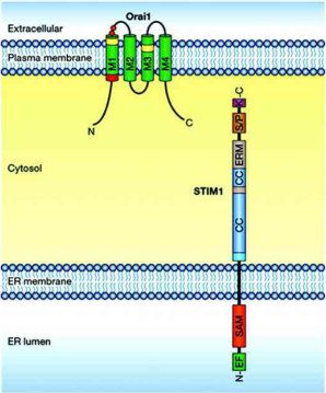 小分子化合物推荐——CRAC Channel