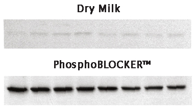 艾美捷 Cell Biolabs丨PhosphoBlocker封闭液来了
