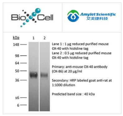 艾美捷BioXCell体内抗小鼠 OX40 (CD134)解决方案 艾美捷BioXCell体内抗小鼠 OX40 (CD134)解决方案
