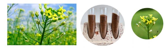 祝贺普瑞麦迪成为细胞因子一线品牌——法国Core Biogenesis中国区总代理