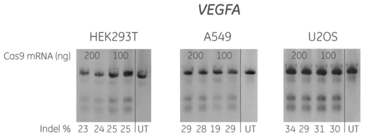 基因编辑入门级学习