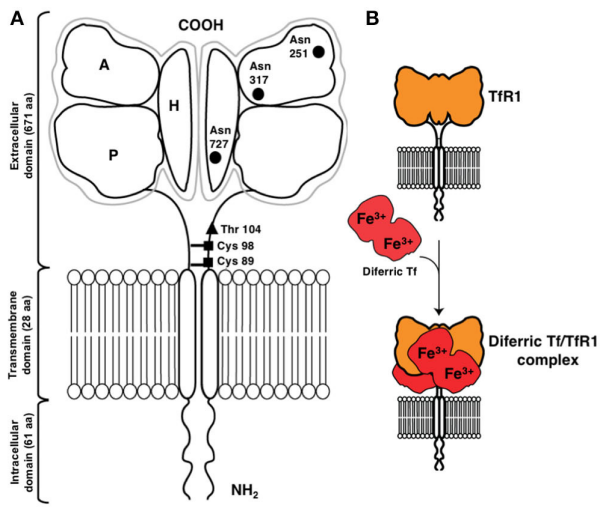 一文揭秘！肿瘤和脑部疾病治疗新靶点--TFR1