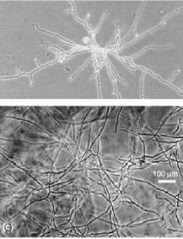 识破各种污染，拯救您的细胞