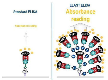 DKW超敏ELISA---酪胺信号放大技术