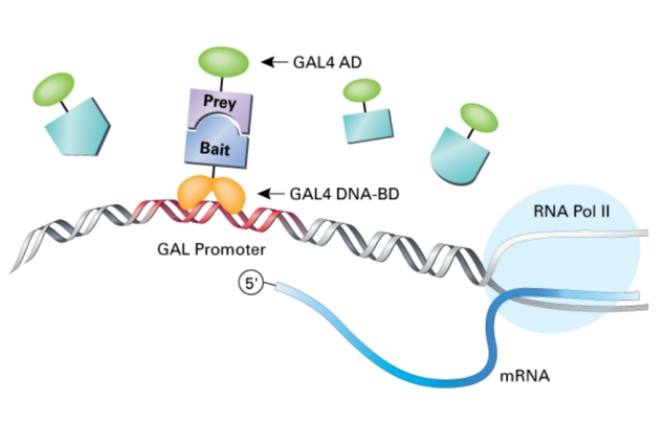 上新 | 蛋白互作研究经典-酵母双杂交定制服务