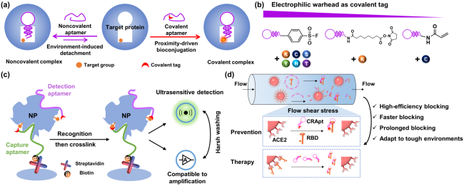 文献解读|开发共价核酸适体用于新冠病毒的检测和抑制