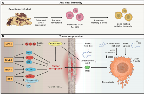 铁死亡：从疾病靶点筛选到基因及蛋白表达检测的验证