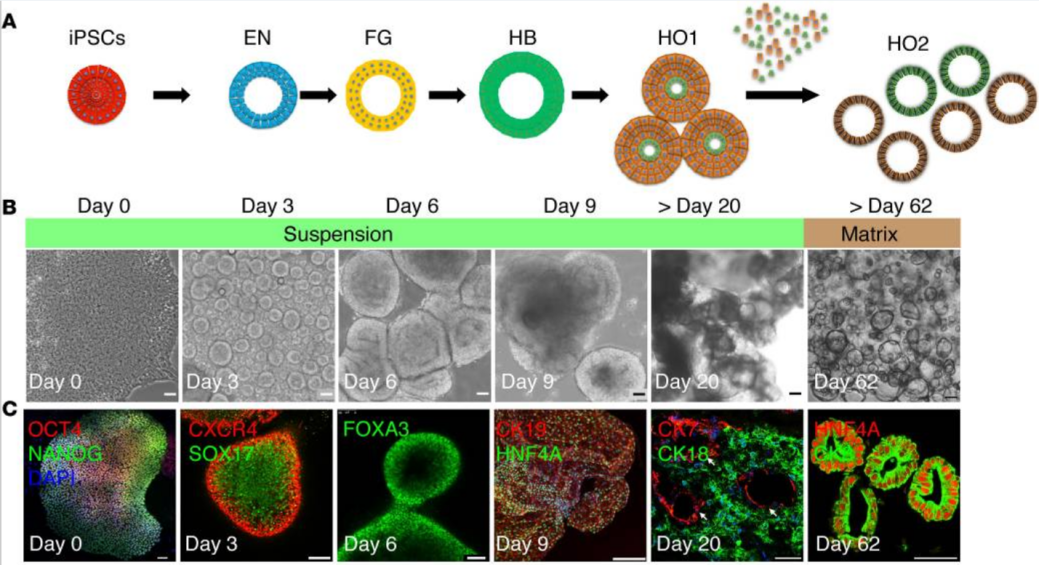 人肝脏类器官培养手册