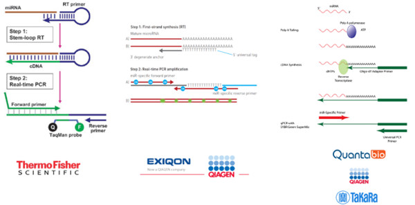 超高灵敏度和特异性miRNA定量方法——双尾RT-qPCR