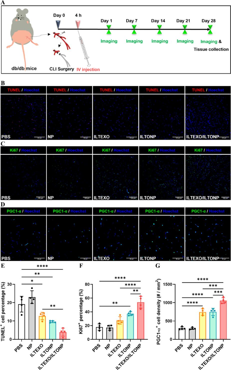外泌体技术服务 外泌体技术服务