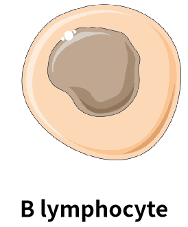 B细胞.png