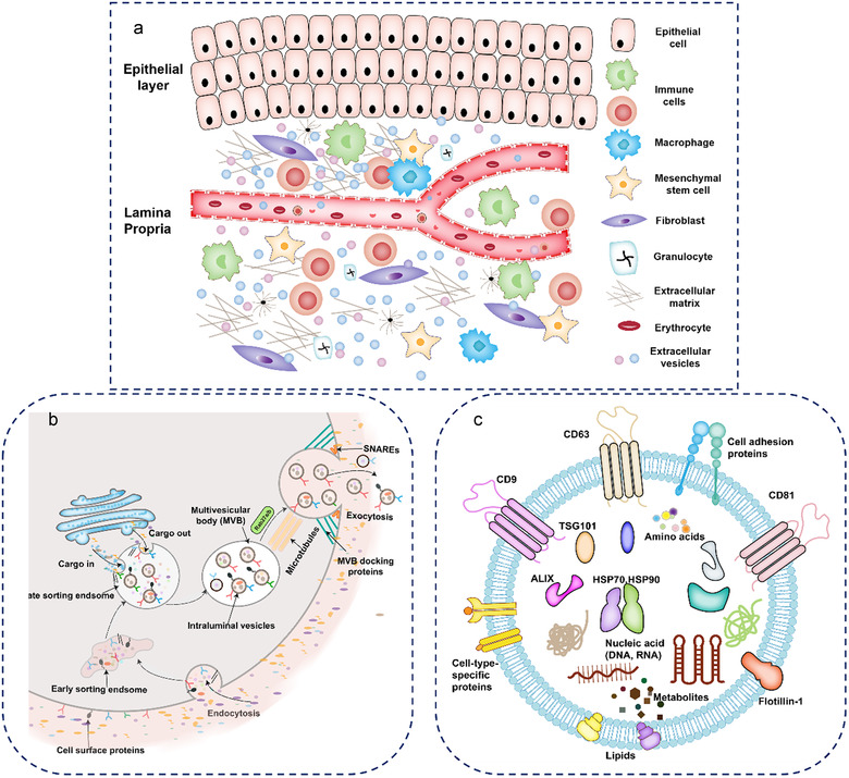 组织外泌体提取