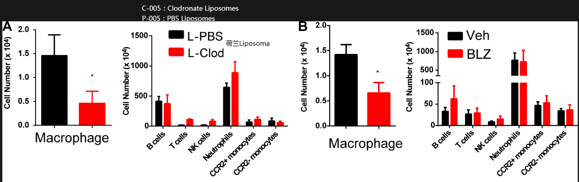巨噬细胞清除剂Clodronate Liposomes会清除骨髓其它免疫细胞吗？