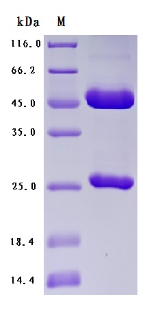 简析抗体产品的质量标准