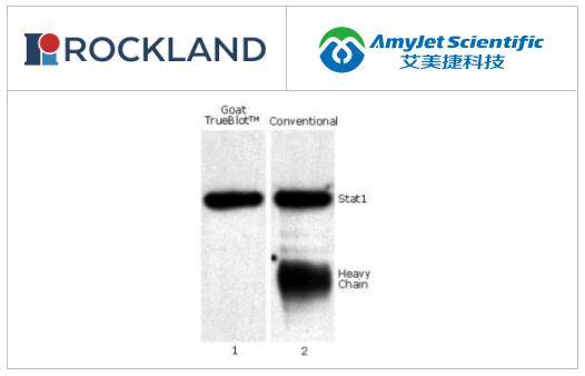Rockland丨GOAT TRUEBLOT抗山羊IGG HRP说明书 Rockland丨GOAT TRUEBLOT抗山羊IGG HRP说明书