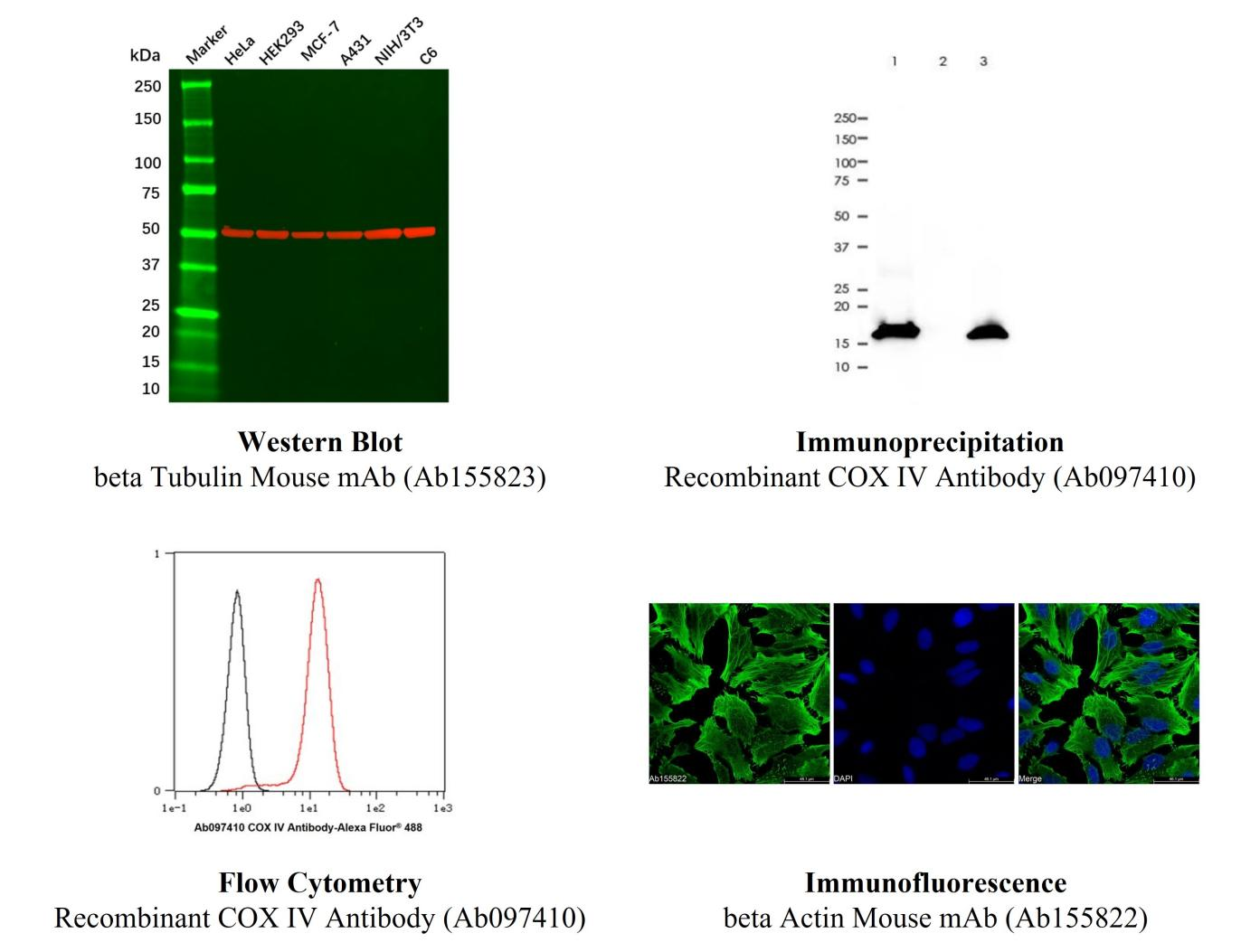阿拉丁®内参抗体