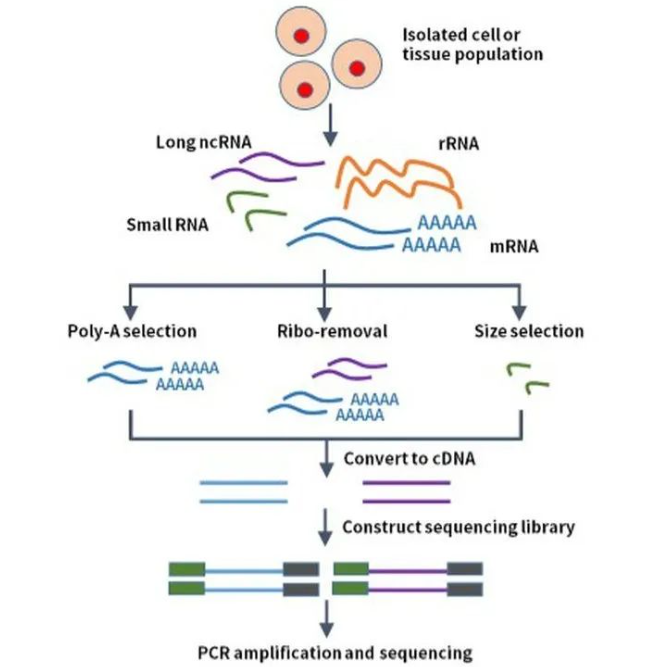 翌圣&华大共发布中华家系一号全自动化转录组测序数据