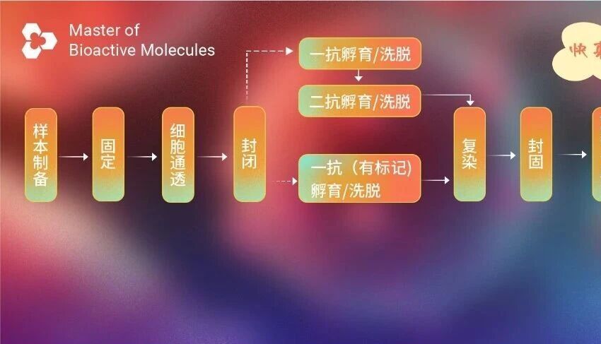 免疫细胞化学免疫荧光 (ICCIF) 手把手教学! 一看就懂噻~