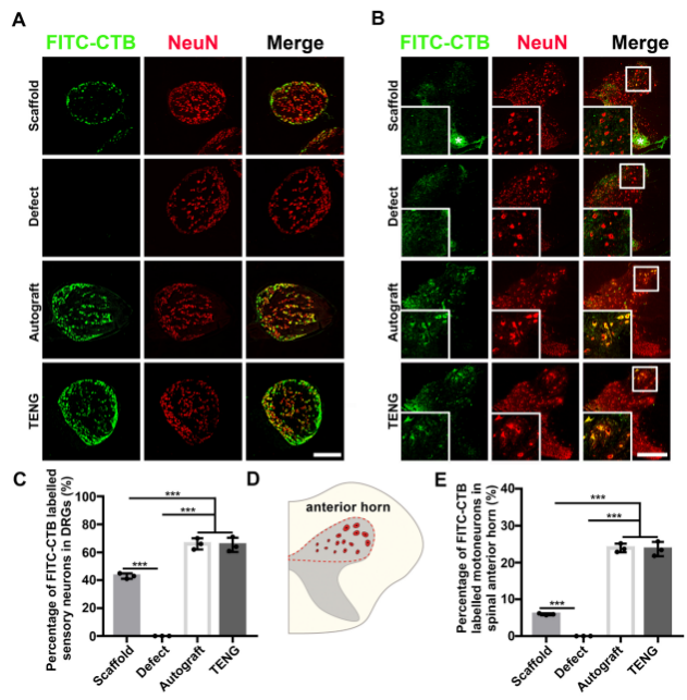 逆行示踪剂之霍乱毒素B亚单位