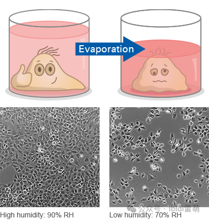 活细胞成像中的湿度影响及ibidi的湿度管理解决方案