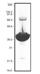 肌动蛋白(牛心脏 muscle)生物活性测定 肌动蛋白(牛心脏 muscle)生物活性测定