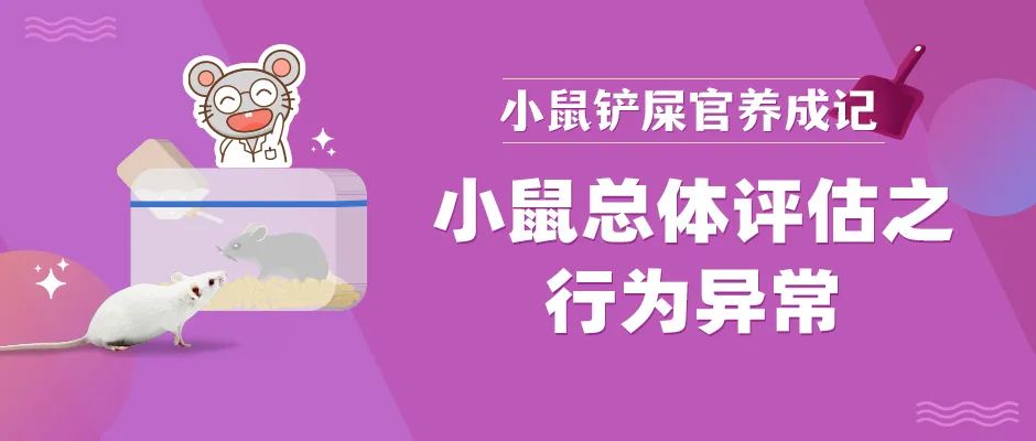 旋转跳跃，我家小鼠居然会跳街舞！